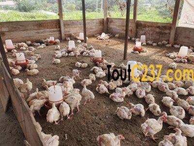 Terrain à vendre à Pk25, Douala