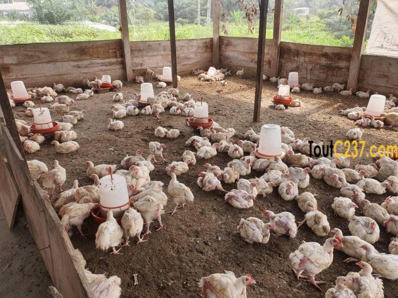 Terrain à vendre à Pk25, Douala