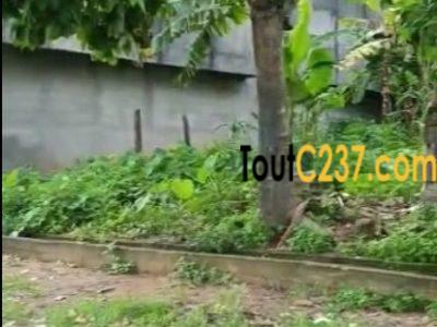 Terrain à vendre à Logpom (Njoya)