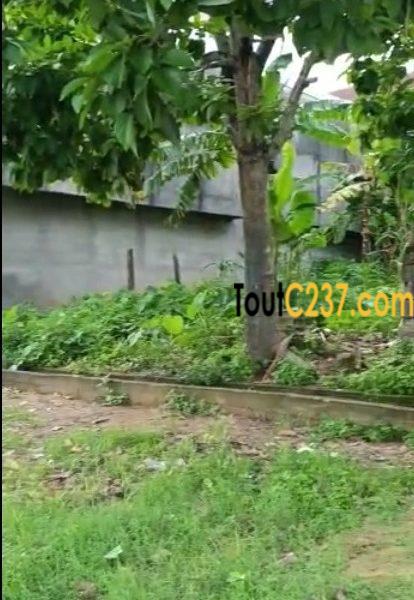 Terrain à vendre à Logpom (Njoya)