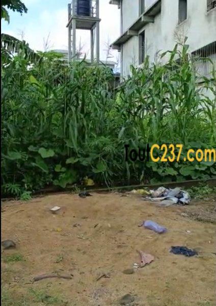 Terrain à vendre à Logpom (Njoya)