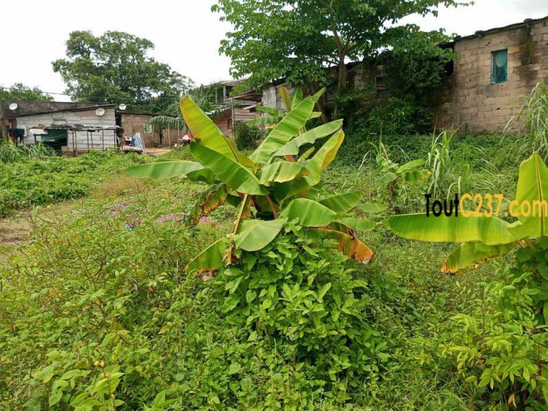 Terrain à vendre à Pk10 (Tradex)