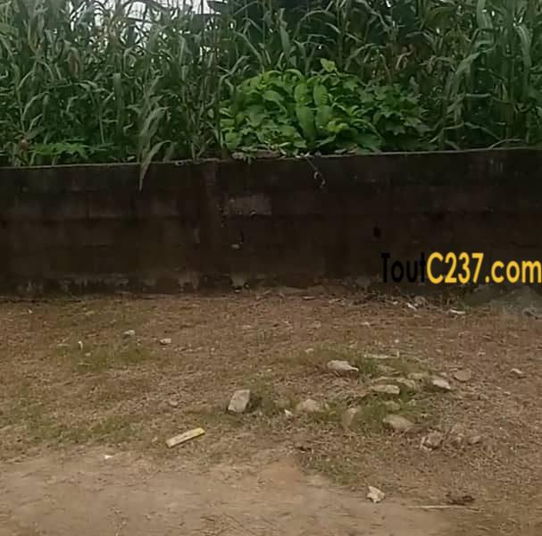 Terrain a vendre à Logbessou Douala
