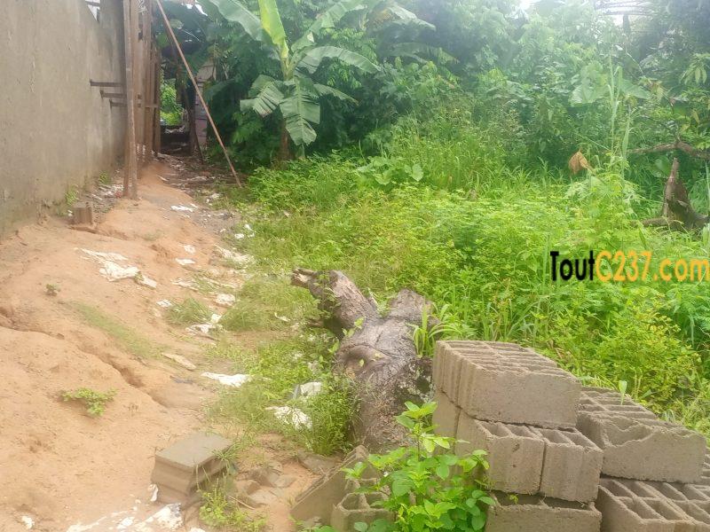 Terrain à vendre à Logbessou (crtv)