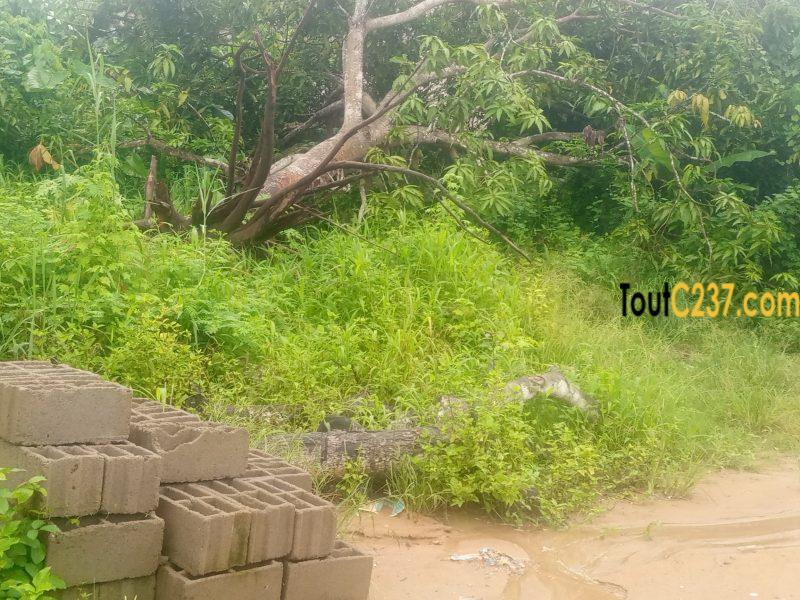 Terrain à vendre à Logbessou (crtv)
