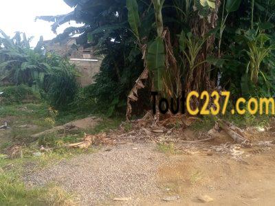 Terrains a vendre à Kotto (Neptune)