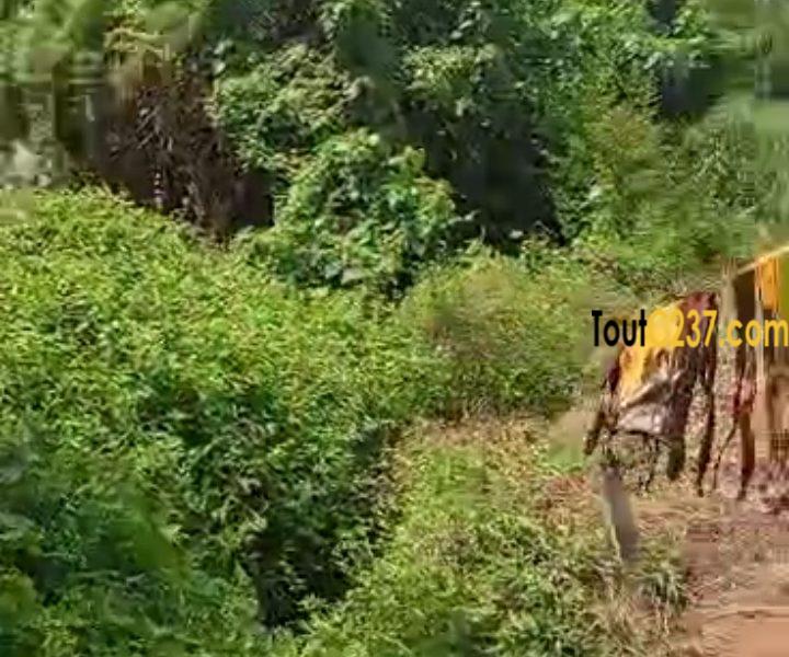 Terrain à vendre à Bonamoussadi (Denver)