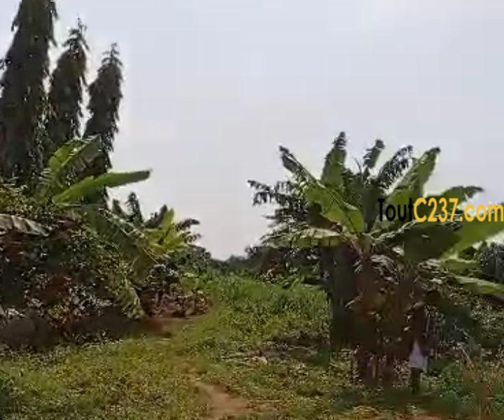 Terrain à vendre à Bonamoussadi (Denver)