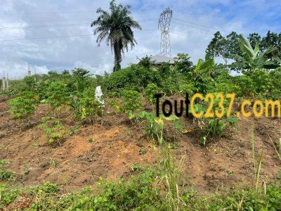 Terrain à vendre à Lendi, Douala