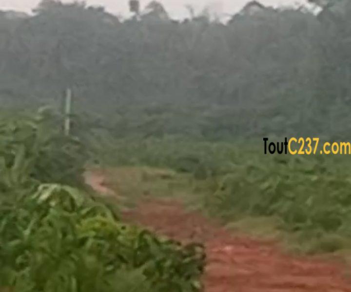 Terrains à vendre à Lendi, Douala
