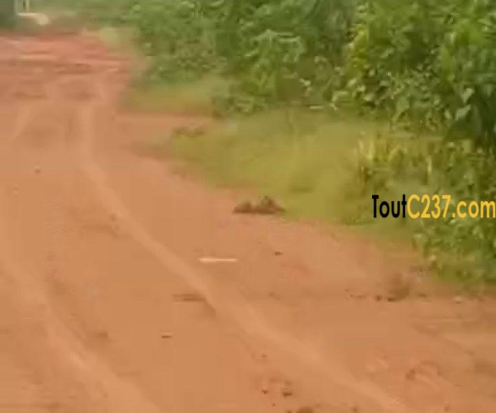 Terrains à vendre à Lendi, Douala