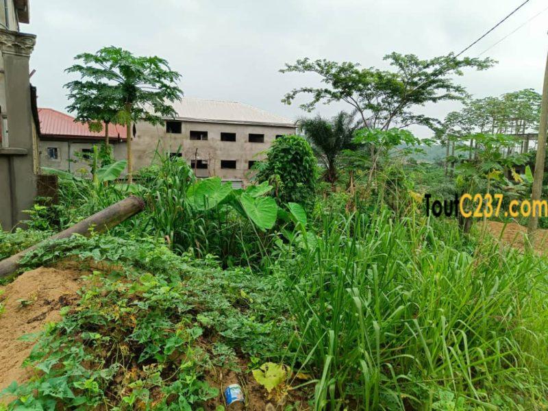 Terrain à vendre Lendi Douala