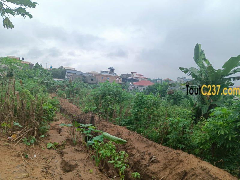 Terrain à vendre Lendi Douala