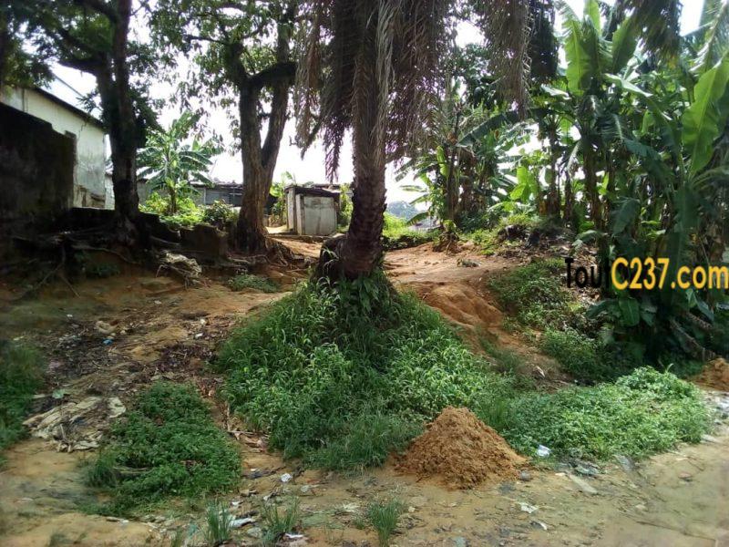 Terrain à vendre à Ndokoti (CCC)
