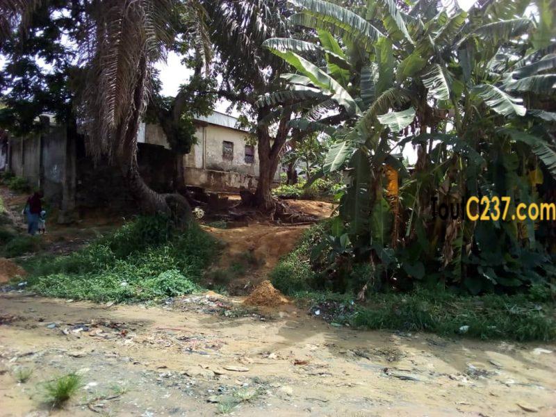 Terrain à vendre à Ndokoti (CCC)