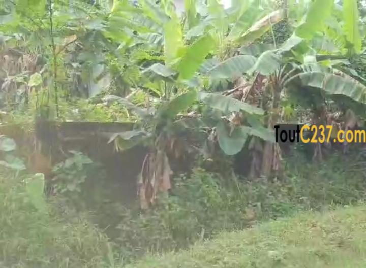 Terrain de 300m² à vendre à Makepe, (Afriland)