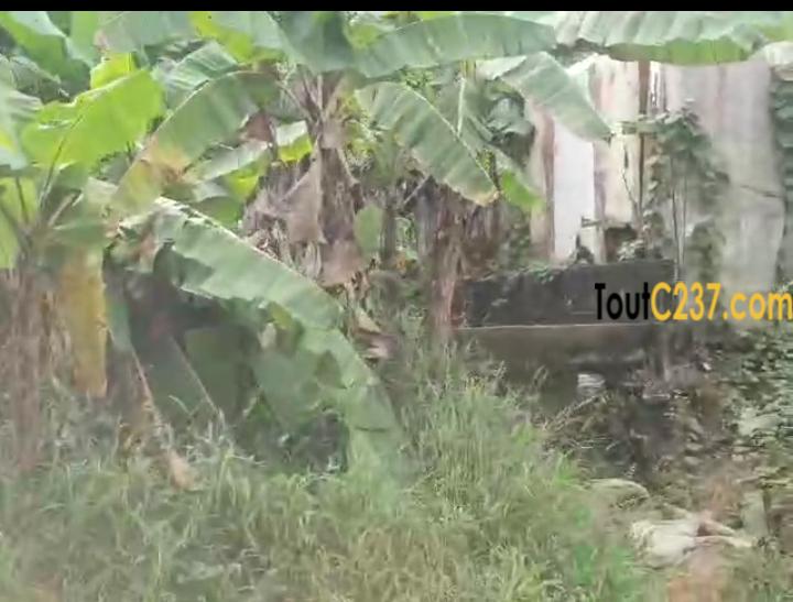 Terrain de 300m² à vendre à Makepe, (Afriland)