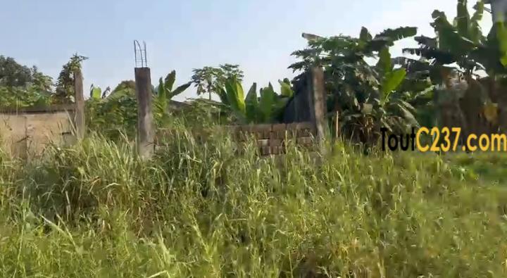 Terrain à vendre à Logpom Njoya