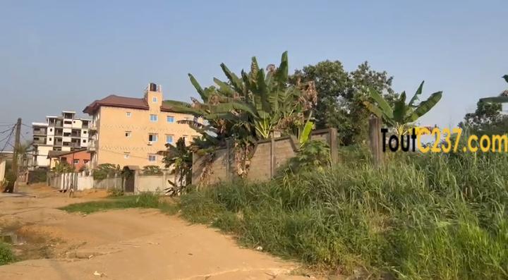 Terrain à vendre à Logpom Njoya