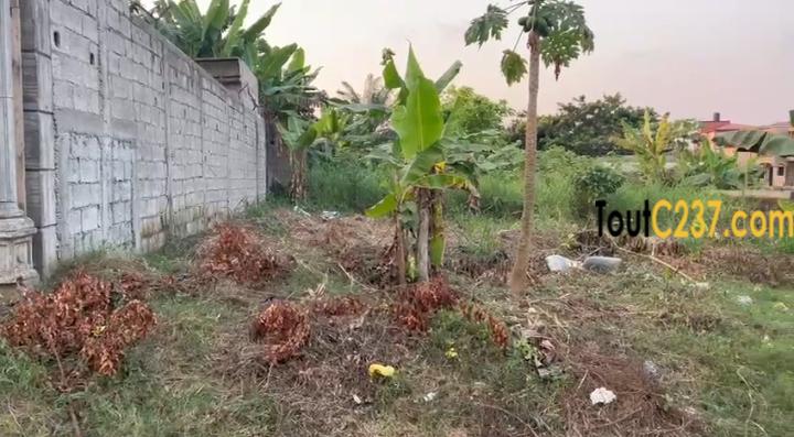 Terrain à vendre à Logbessou Briquiny, Douala