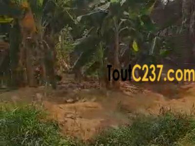 Terrain d'angle à vendre à Logpom Njoya