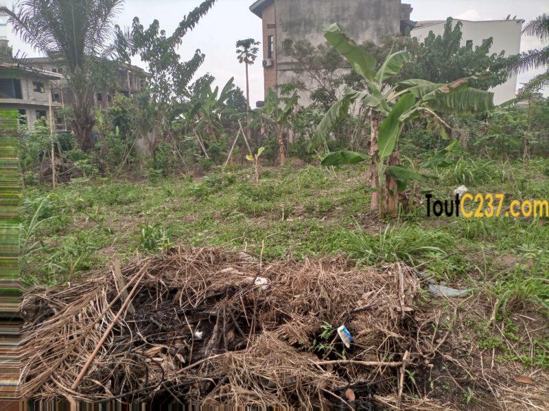 Terrain d'angle à vendre à Logbessou (Temoin de jehovah)