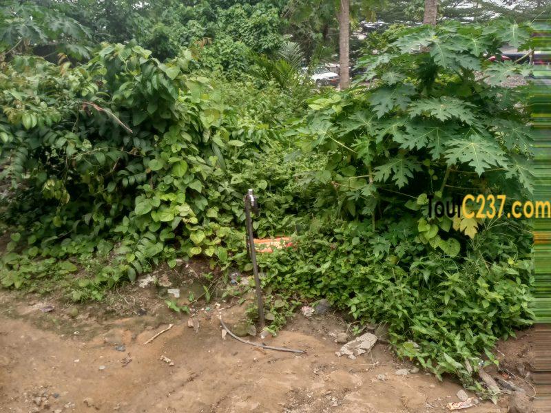 Terrain commercial à vendre à Makepe