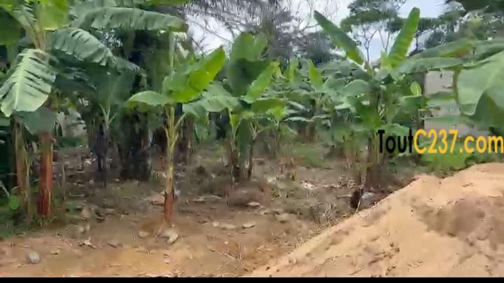 Terrain à vendre a Kotto Nsappe, Douala