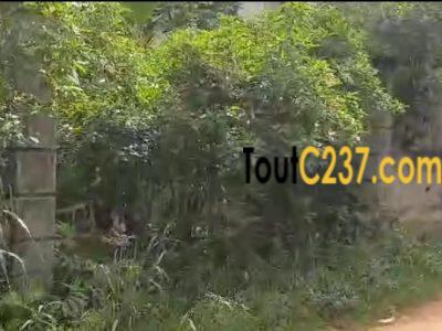 Très bon terrain à vendre à Logbessou (derriere temoin de jehovah)