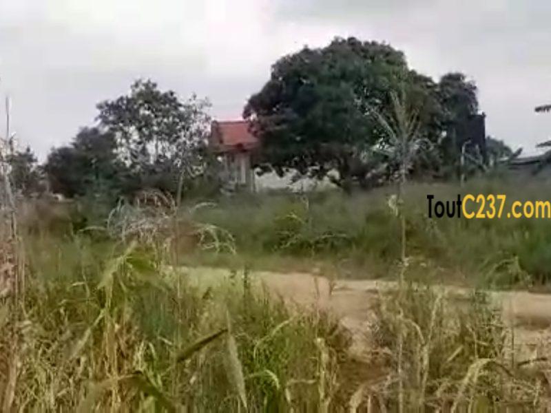 Terrain commercial à vendre à Lendi, Douala