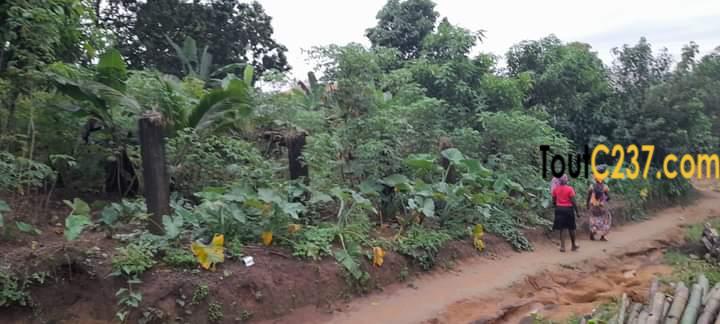 Tereain de 500m² à vendre à Lendi, Douala