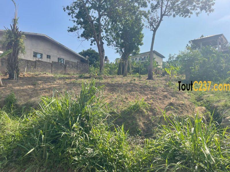 Terrain à vendre à Logbessou (Ecole Simo)